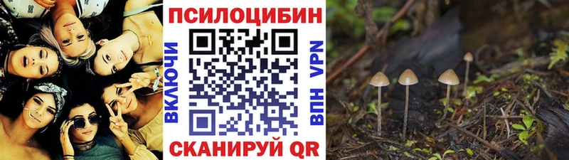 mega зеркало Звенигово Псилоцибиновые грибы Psilocybe